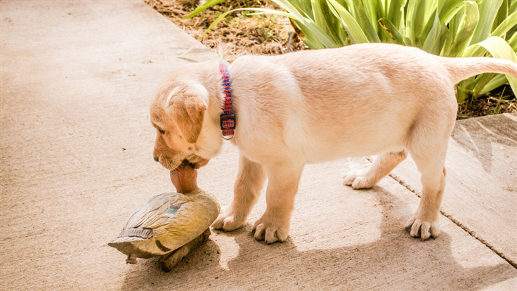 Decoy dog toolkit plays the long game with Pupy RAT