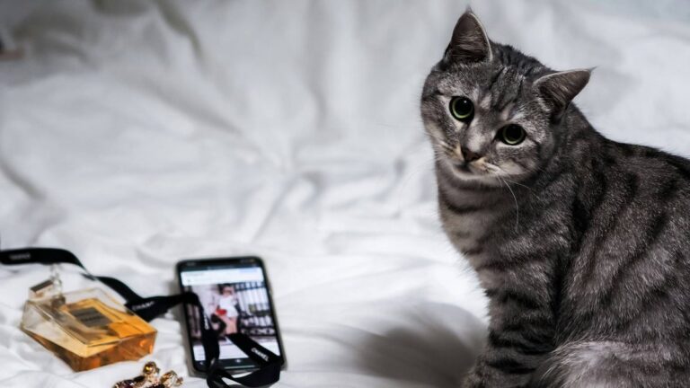 There’s an AI app that detects pain in cats: it’s big in Japan